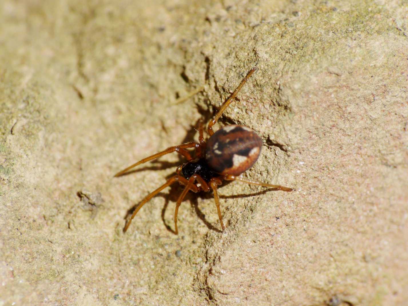 Pachygnatha sp.